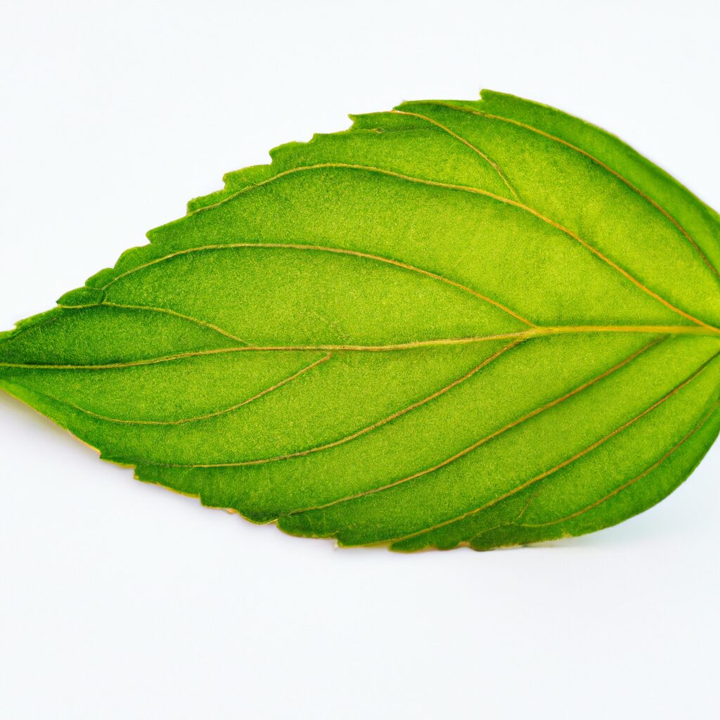 A vibrant green leaf symbolizing rejuvenation.
