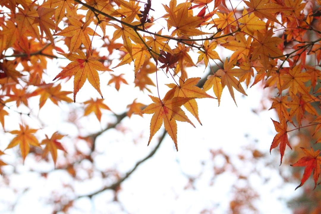 Photo Maple leaf